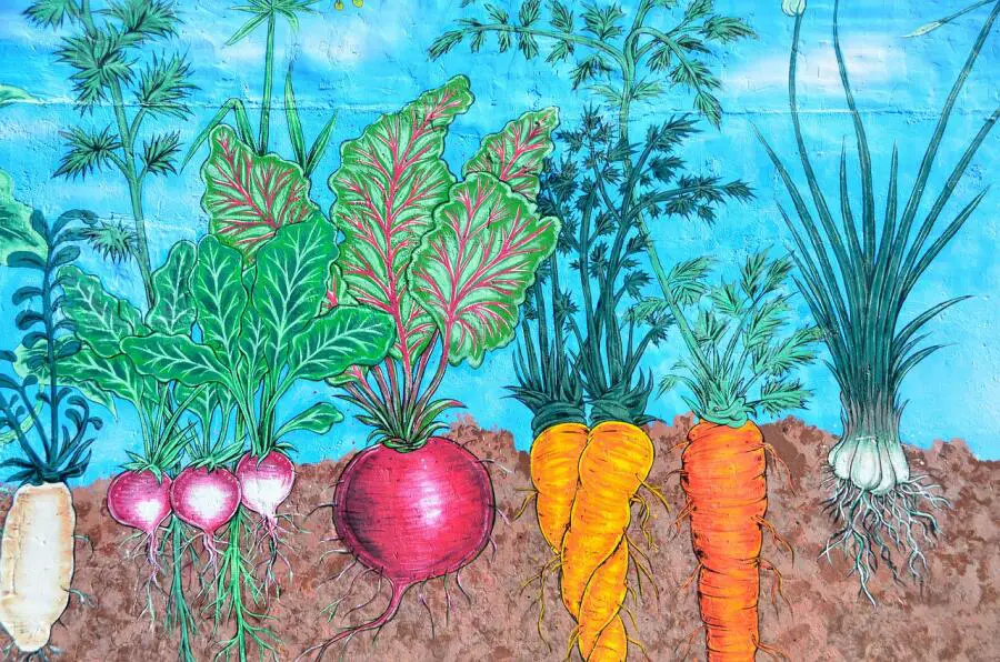 drawing of vegetables growing underground