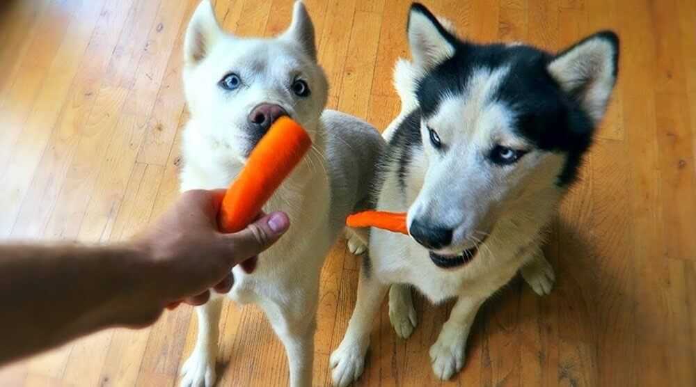 two huskies are eating carrots