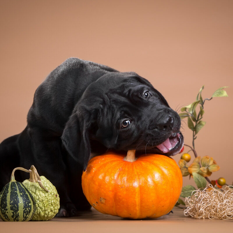 the black dog bites the pumpkin