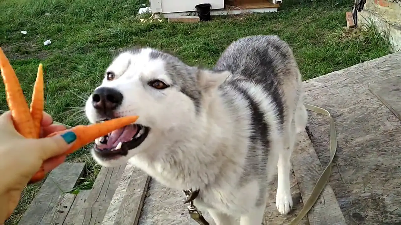 Husky eats carrots
