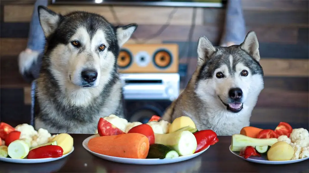 two huskies with two servings of vegetable food