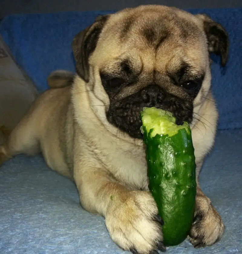 the puppy eats a cucumber