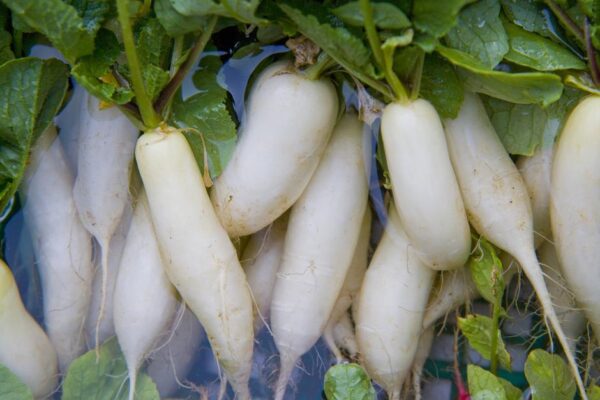 white turnip