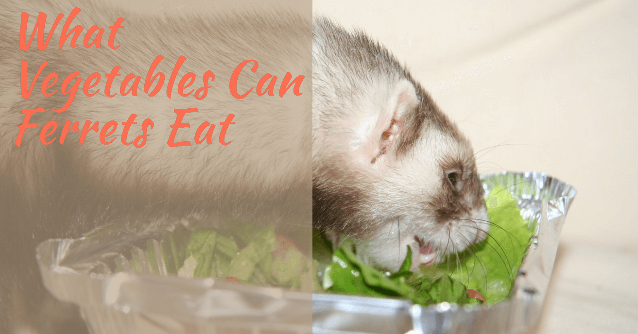 what vegetables can ferrets eat