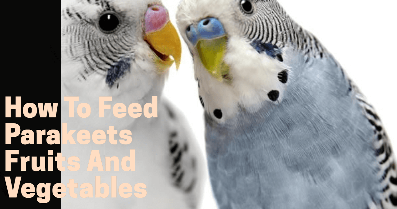 how to feed parakeets fruits and vegetables