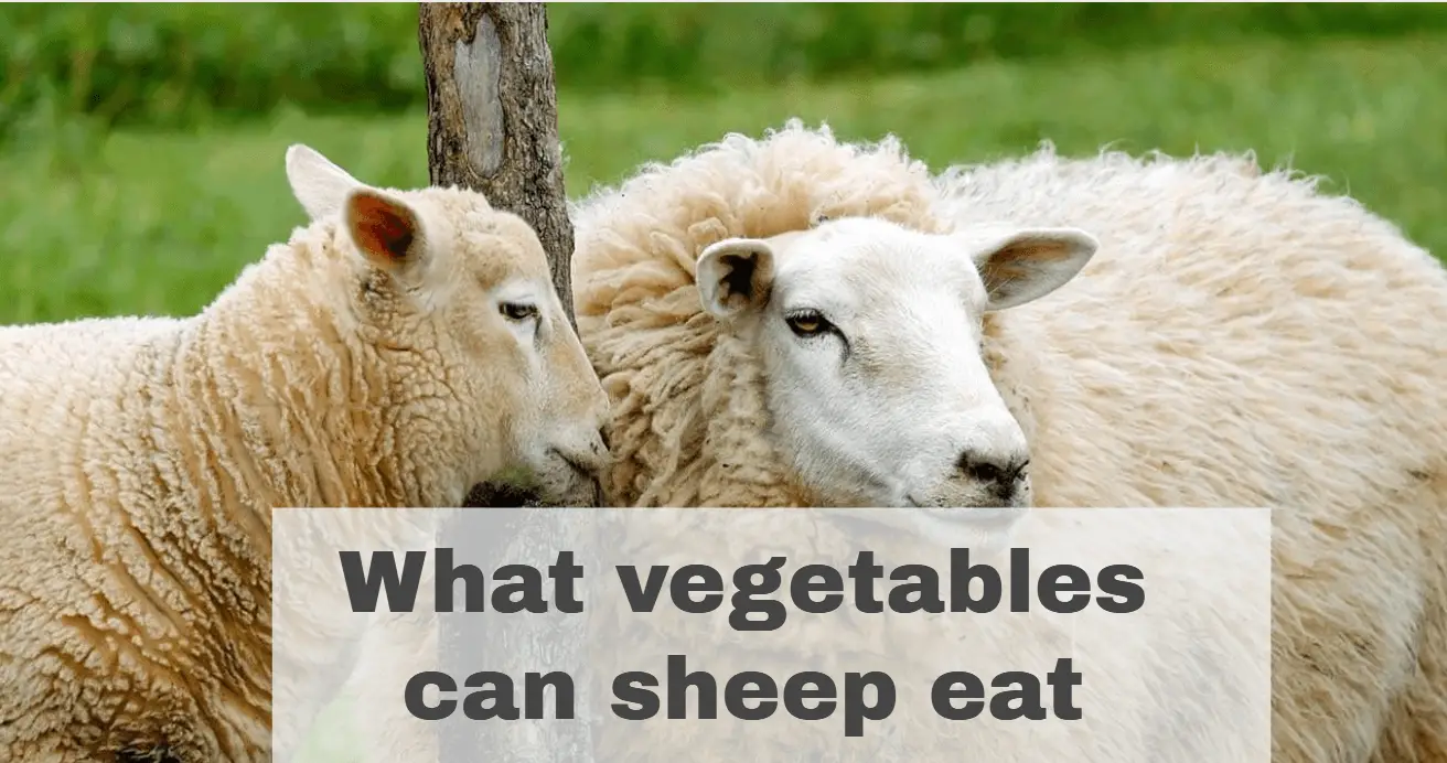 What vegetables can sheep eat