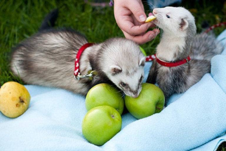 two skunks are eating an apple