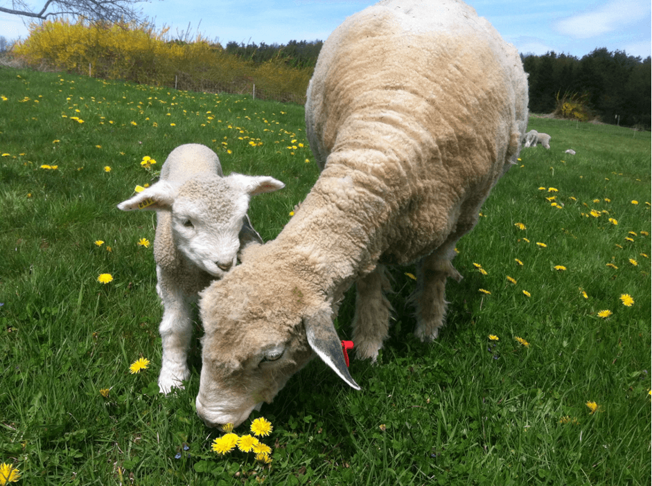 a sheep and a baby are grazing on the grass in the meadow
