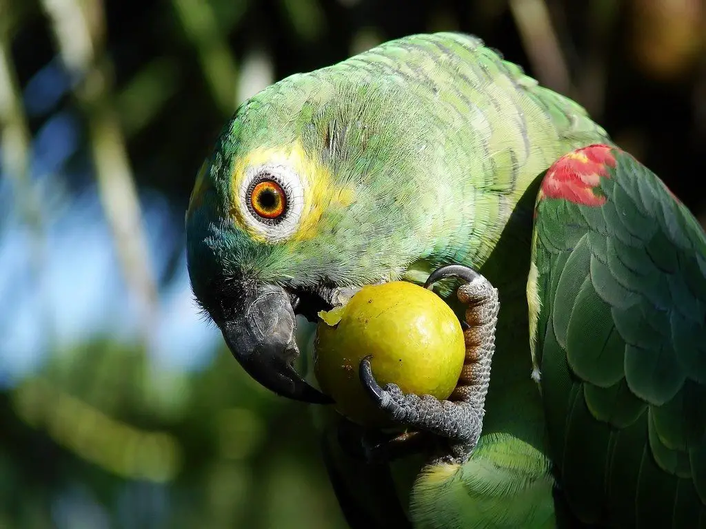 parrot eating fruit