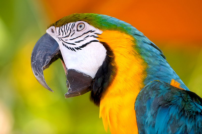 yellow macaw parrot